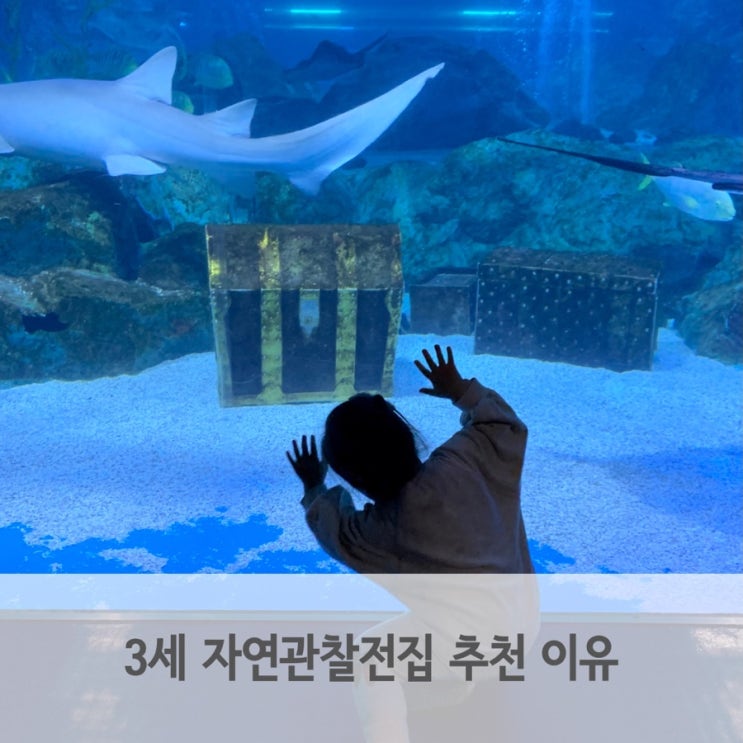  3세 자연관찰전집 추천 이유 블루래빗 생생자연관찰 책육아 후기
