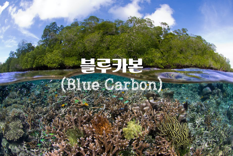 한국의 갯벌_블루카본(Blue Carbon)_유네스코 세계유산 등재_'지구상의 생물 다양성 보존을 위한 중요한 서식지'_환기타임즈 다올시스템