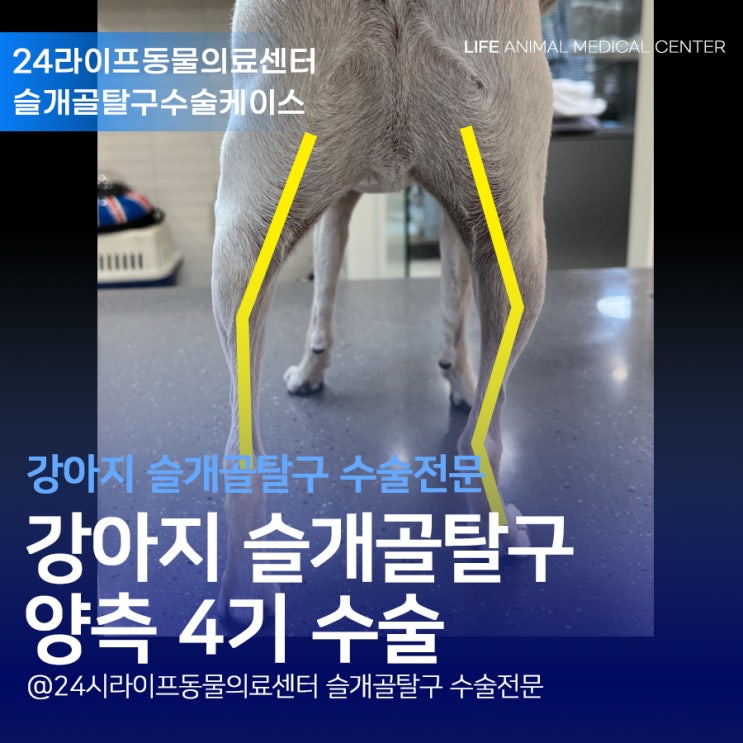 강아지 슬개골탈구수술 4기 : 3살 치와와 슬개골탈구 수술은 대구 전문병원에서