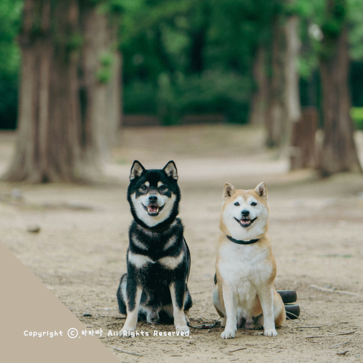  성수동 스튜디오추천 반려견 산책 스냅사진 영상까지 감동