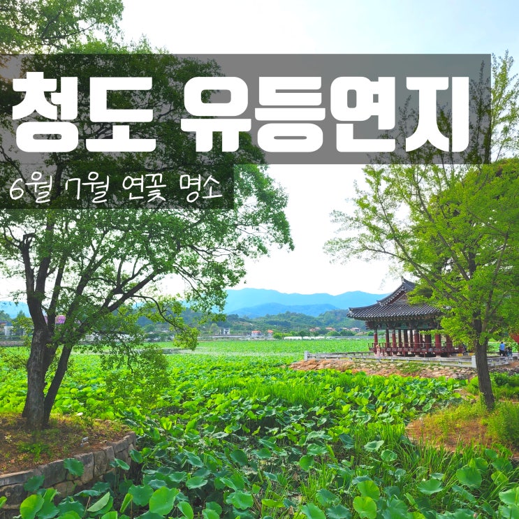  경북 청도 연꽃 가득한 청도팔경 연지 유등지 유등연지