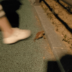  오창호수공원 나들이️잉어, 개구리, 오리들!!