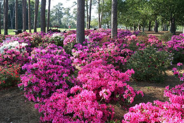  철쭉(Rhododendron schlippenbachii) 관리 방법
