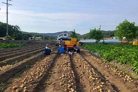 성산감자전 이미지
