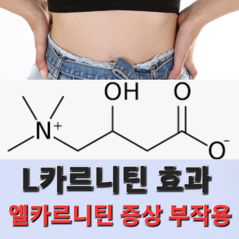 L카르니틴 엘카르니틴 효능 부작용 섭취 방법 6