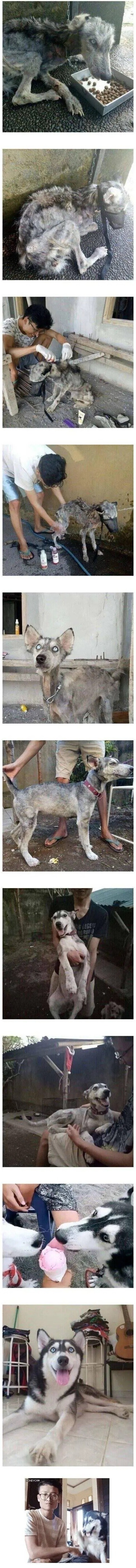  버러졌던 유기견 시베리안 허스키가 보호자를 새로 만난후 찾아온 놀라운 변화