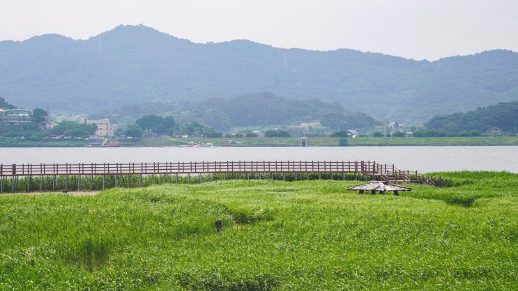  충남 서천 신성리 갈대밭 여름 풍경