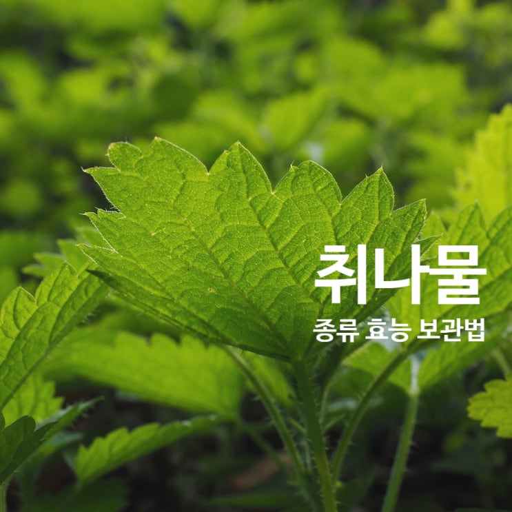  참취나물 효능, 보관법, 곰취랑 차이점 / 나물반찬