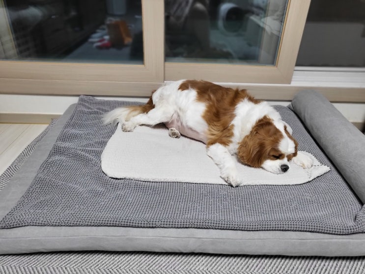 대형견 강아지 방석 하드타입 무아유 침대 XL 구매후기