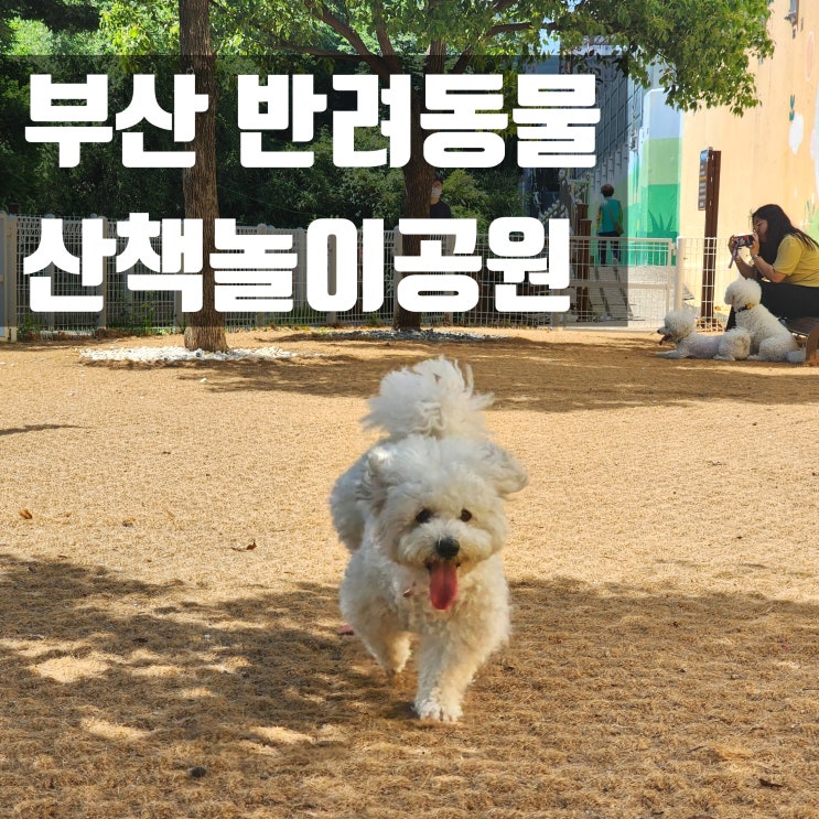  부산 애견운동장 동래구 온천천 무료 반려견 놀이터  (반려동물 산책놀이공원)