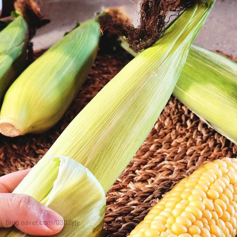 제주초당옥수수 여름철간식 아삭아삭 초당옥수수 먹는법 : 네이버 블로그