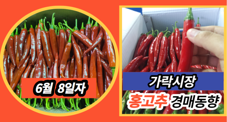  [경매사 일일보고] 6월 8일자 가락시장 홍고추 경매동향을 살펴보겠습니다!