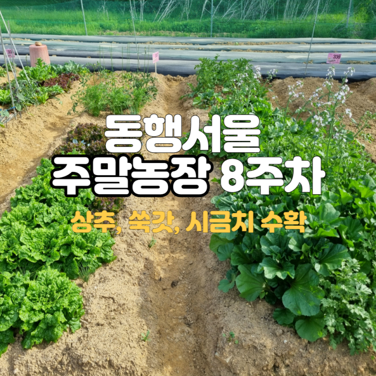 서울친환경 수역이농장 8주차