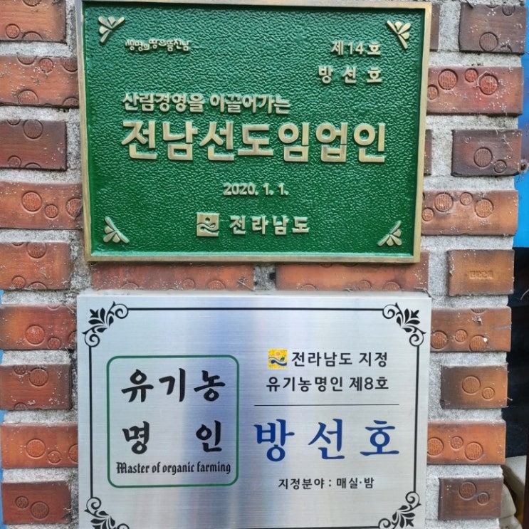  광양 매실 주요 효능 3가지 알아보기!