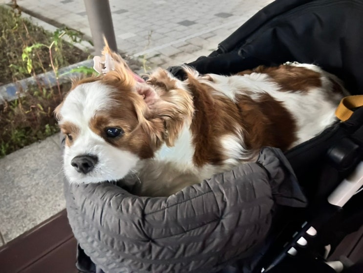  심장병 강아지 컨디션 체크는 필수, 폐수종 진단 하루전