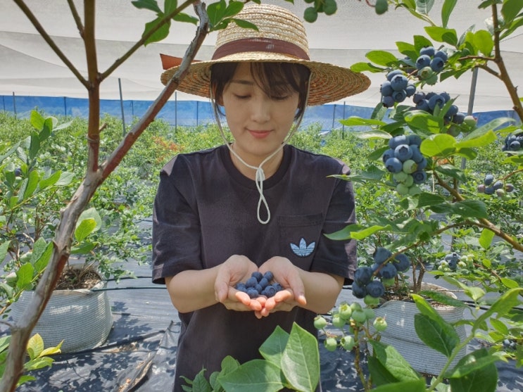  [판매완료] 2023년 순창 생 블루베리 국산 생과 특품 생블루베리