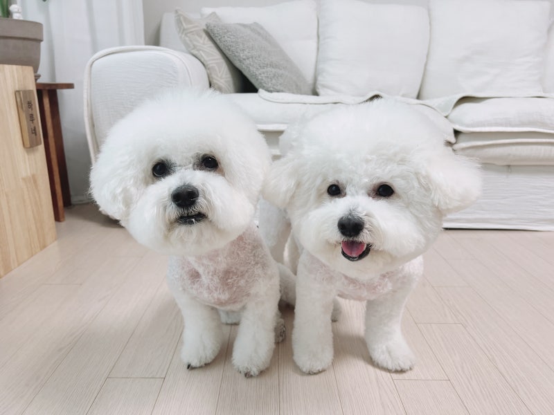 털 안빠지는 강아지 종류, 비숑프리제 미니비숑 견종 성격 털빠짐 : 네이버 블로그