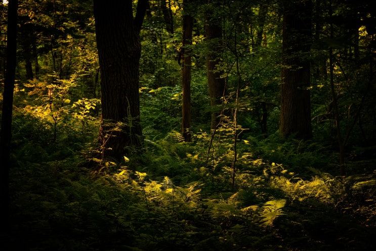 국립수목원 기관신청프로그램 l 숲이오래 키즈 아카데미Ⅰ(5-7세)