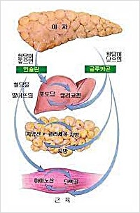  인체 에너지 시스템 에너지 생성, 저장 능력