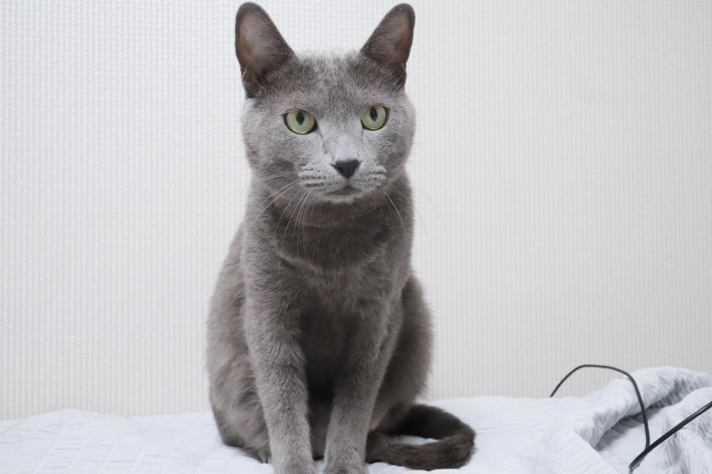 개냥이 고양이 종류, 러시안블루 성격 특징 분양 상식 : 네이버 블로그