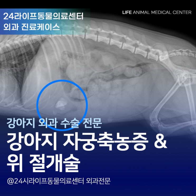 경북 성주에서 대구로 노령견 강아지자궁축농증수술 : 강아지 구토 / 위 절개수술과 자궁축농증수술