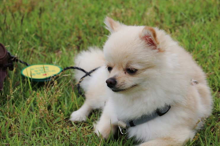 코 박고 먹는 마이펫닥터 강아지 눈물 사료.