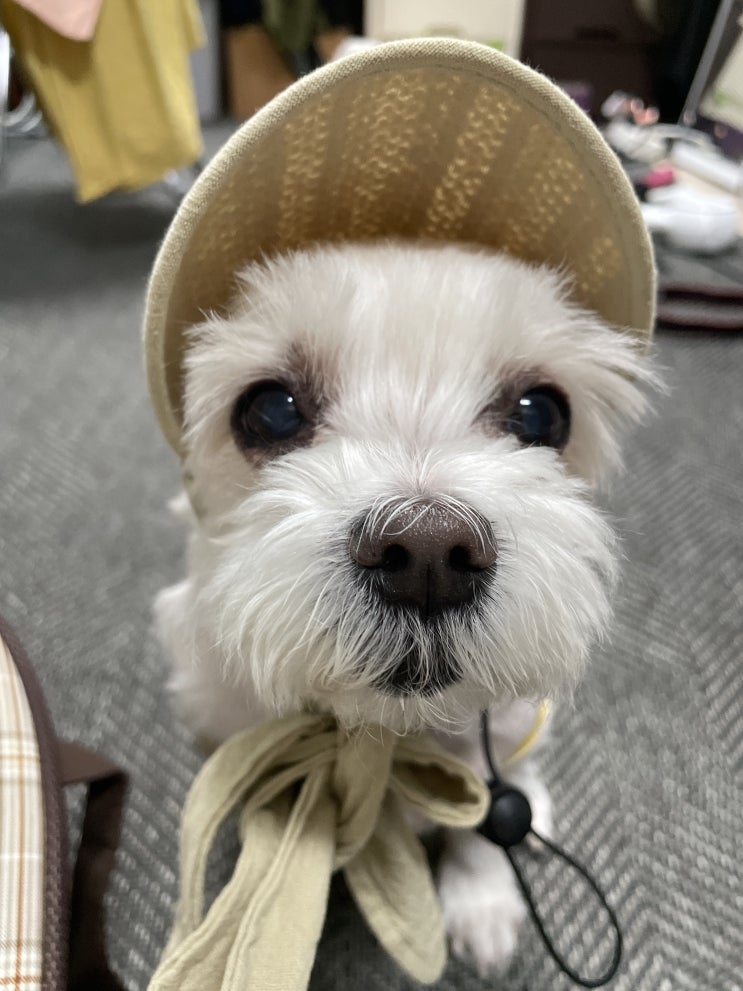  다이소 강아지 신제품 여름 밀짚모자