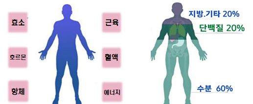  우리 몸속 많은 역할을 하는 단백질