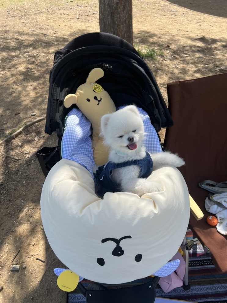 강아지<b>유모차</b>,<b>개모차</b> <에어버기 돔3 라지사이즈 어스블랙... 