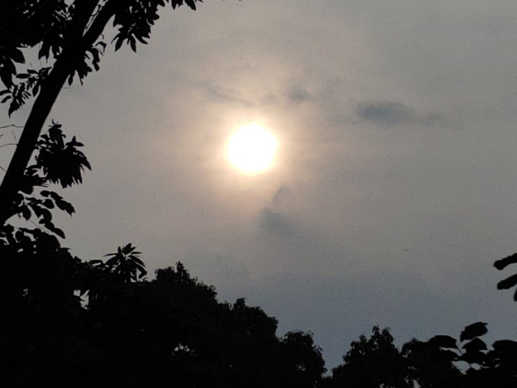 오늘 아침 아리산의 햇살을 보면서 ... 오늘 아침 아리산의 햇살을 보면서 ...