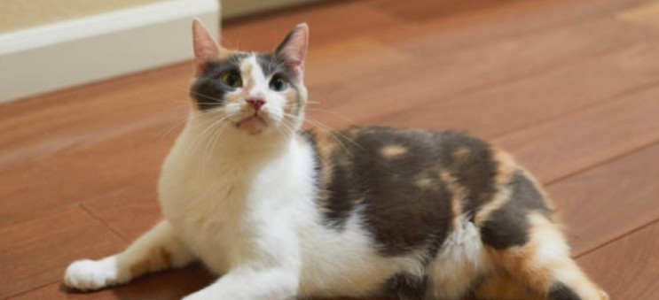 맹크스 고양이, 작고 꼬리가 없는 특징의 고양이 품종 (23)