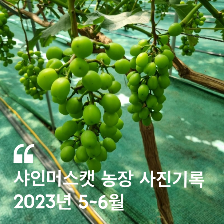  샤인머스캣 스마트팜 농장 사진기록 ( 2023.4.23 , 5.1, 5.14, 5.17, 5.20, 5.27~29, 6.3 )