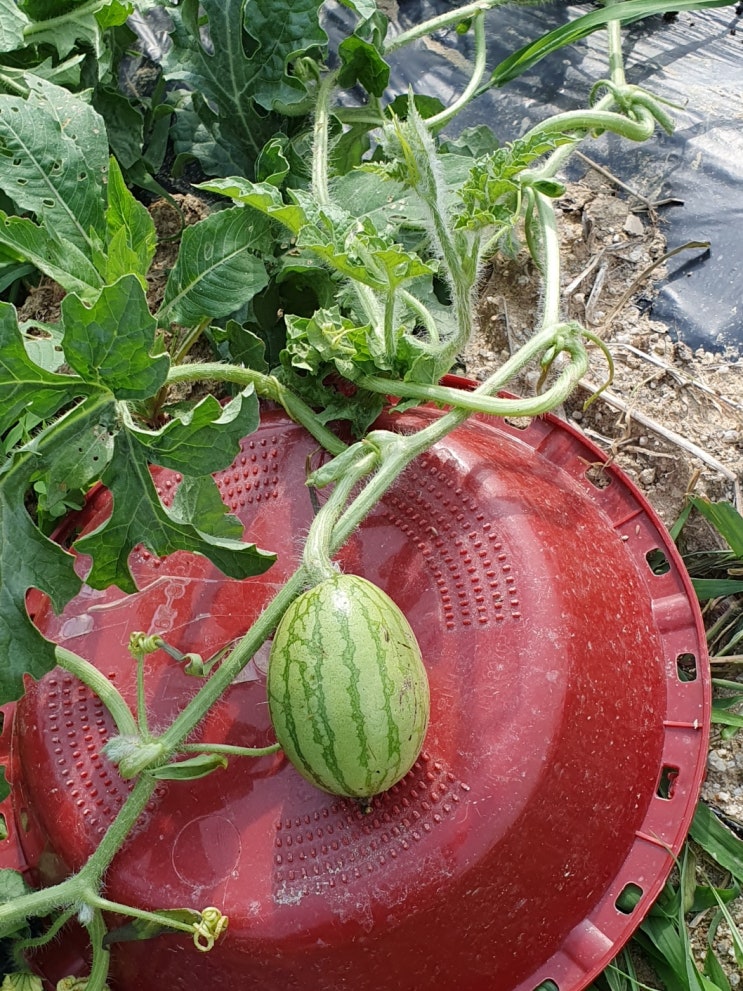  텃밭 수박농사