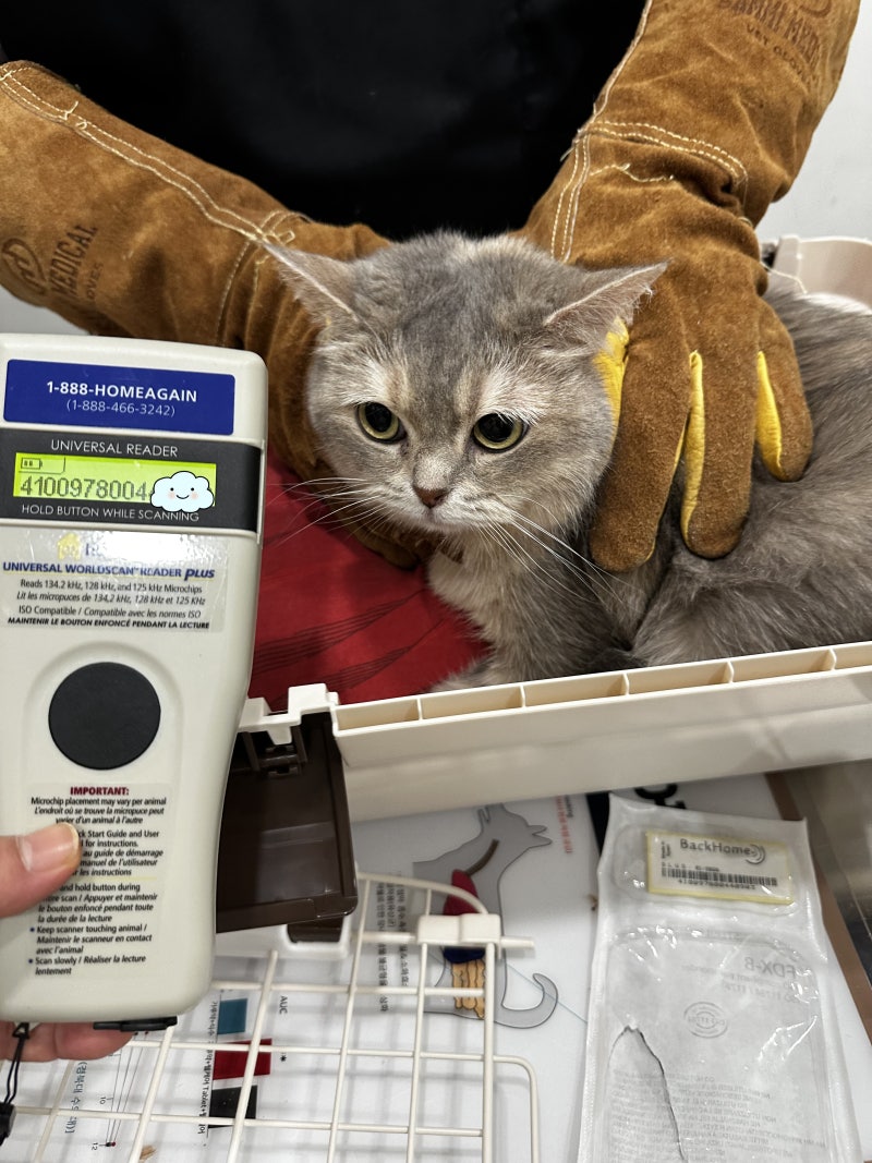 몰타 공항으로 가는 동물검역 절차를 진행중인 브리티쉬숏헤어 솜찌 : 강아지 고양이 몰타 동물검역 동물운송 절차 비용 : 네이버 블로그