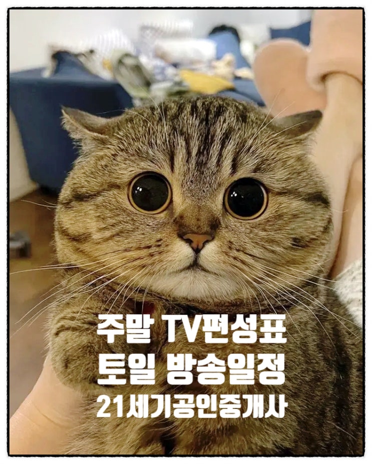주말 편성표 TV방송일정 230610~11