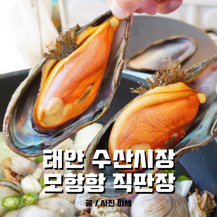  태안 모항항 수산시장, 키조개, 가리비, 섭으로 맛난 캠핑요리