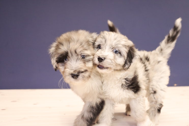  파란눈 오드아이 오시 두들(Aussiedoodle)분양 정보