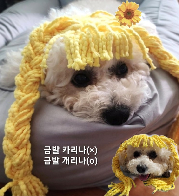  하다하다 강아지 가발까지 만드는 예삐맘.