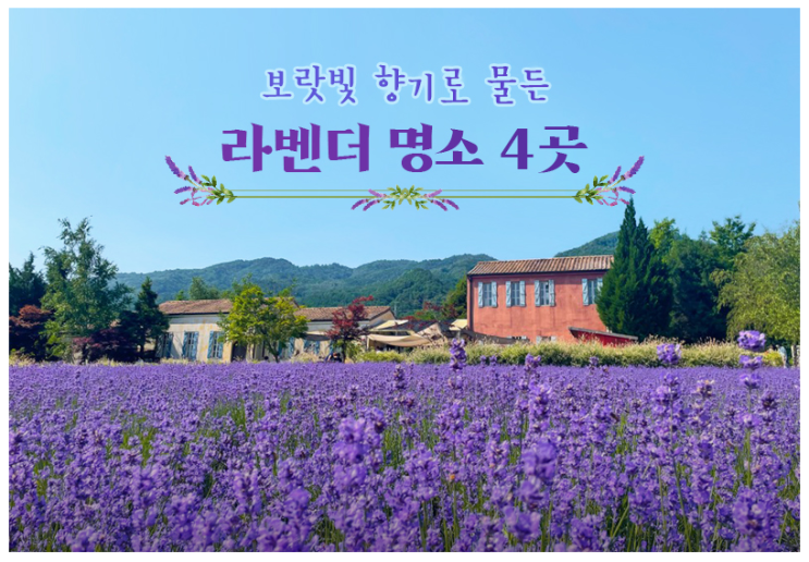 보랏빛 향기로 물든 라벤더 명소 4곳 보랏빛 향기로 물든 라벤더 명소 4곳