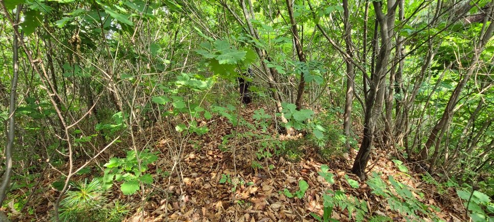 속골산 사진 4