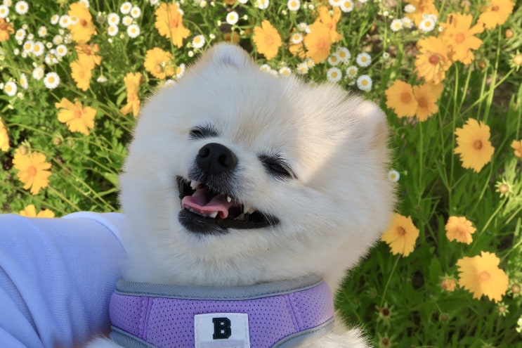 [6월 밀양 여행지] 새하얀 메밀꽃밭 밀양 명례생태공원