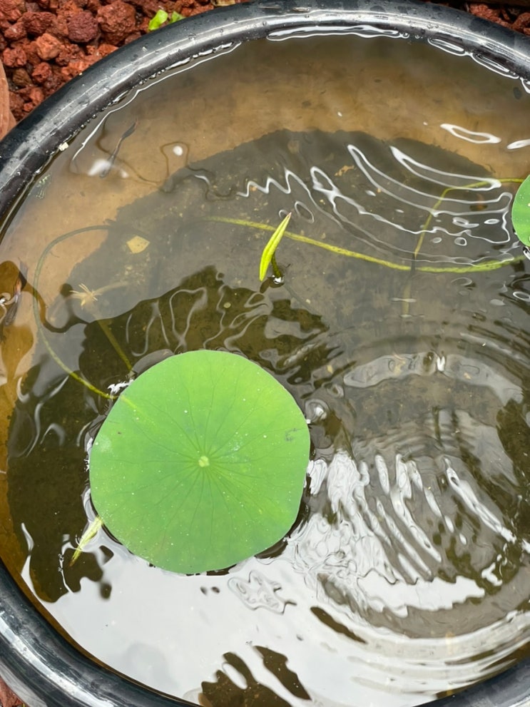 연꽃 키우기 정원 미니연못에 장구벌레 퇴치하는 법