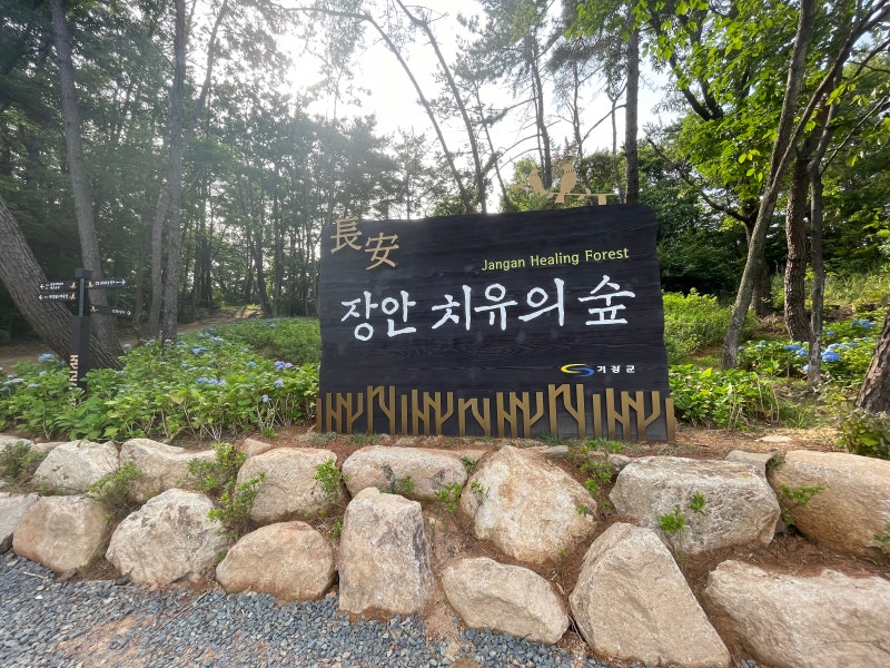 (기장군)장안 치유의 숲(여름 수국 추천)