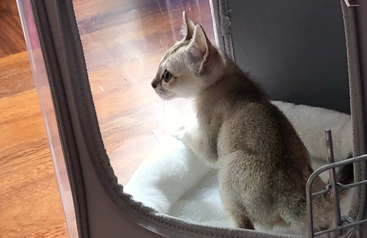  고양이 천둥 번개 소리 예민한 이유와 재난 시 반려동물 대처법