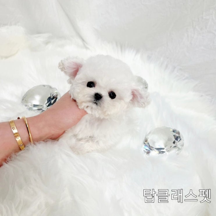  일산강아지분양 미니비숑 분양받았어요