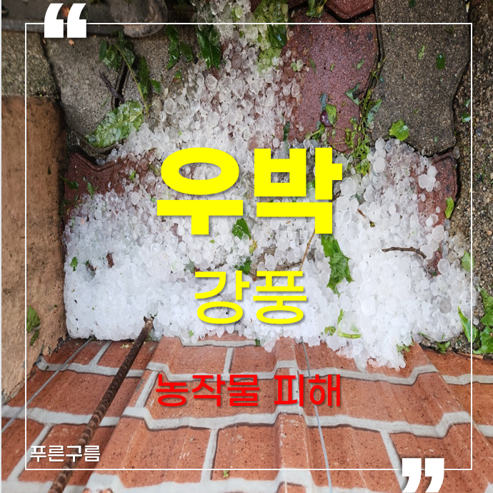  강원도 우박 농가 피해