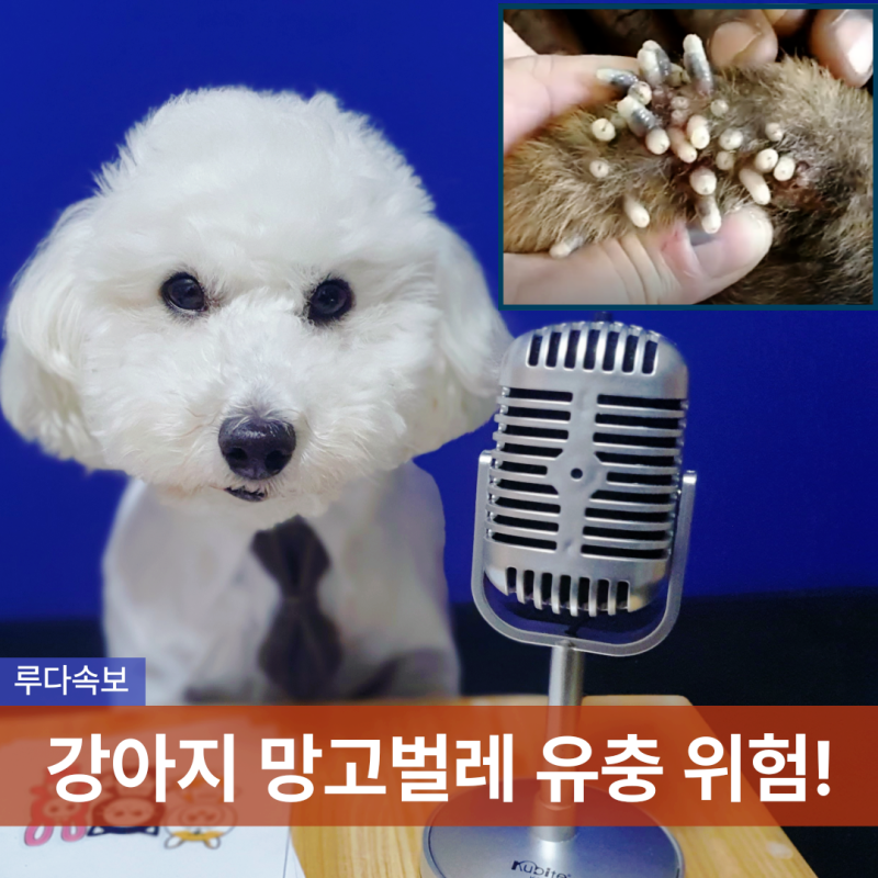 강아지 망고벌레 말파리 유충 감염 증상 및 예방 : 네이버 블로그