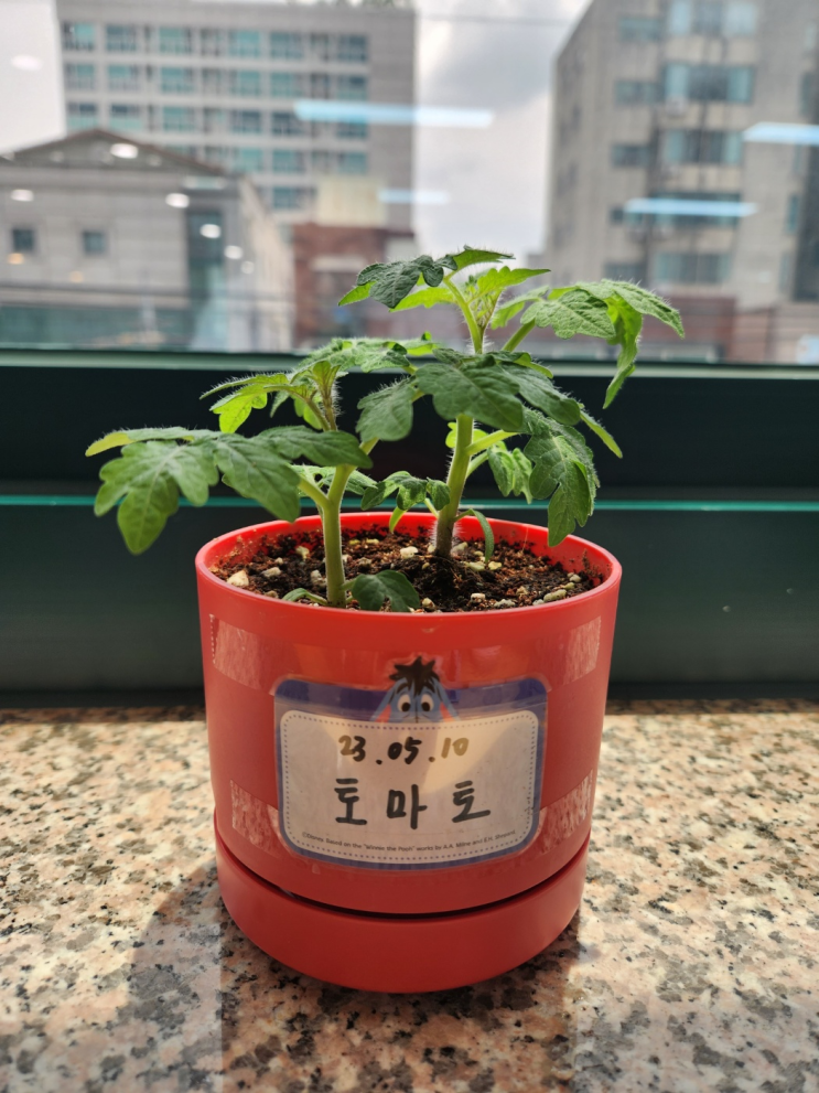  [방울토마토] 회사에서 다이소 방울토마토키우기_2(+33일)