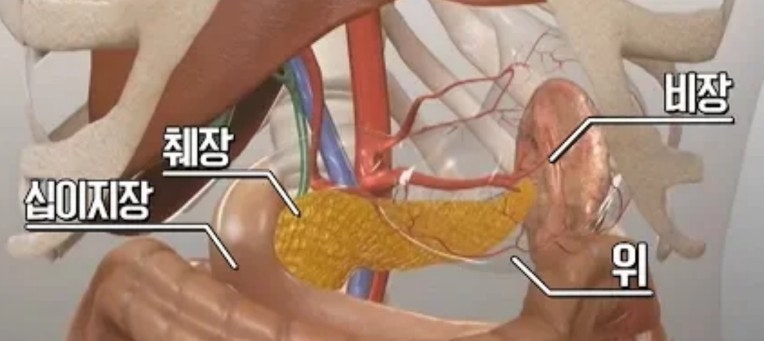 십이지장성 십이지장종 형태 표지