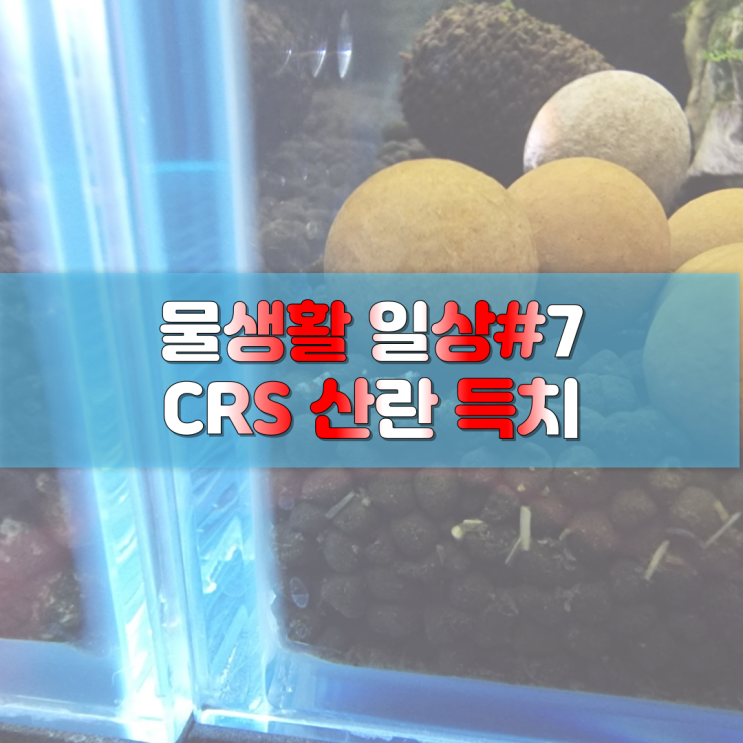 물생활 일상#7: CRS 치비 산란 득치(feat. CRS항 세팅)
